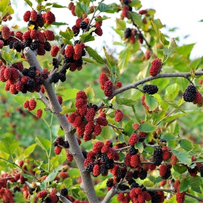 bibit buah murbei unggul/pohon murbay manis/segar/bibit unggul/murbei jumbo/mulbery/berbuah/termurah
