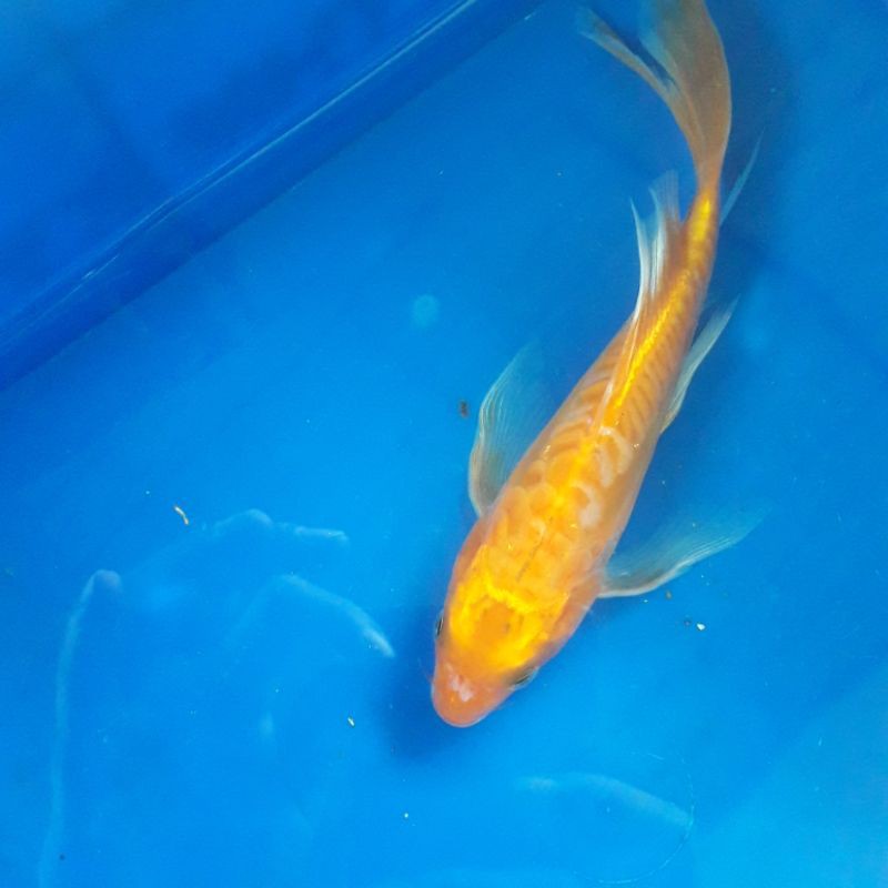 Ikan Hias Koi Blitar Kumpay Metalic Hariwake Matsuba