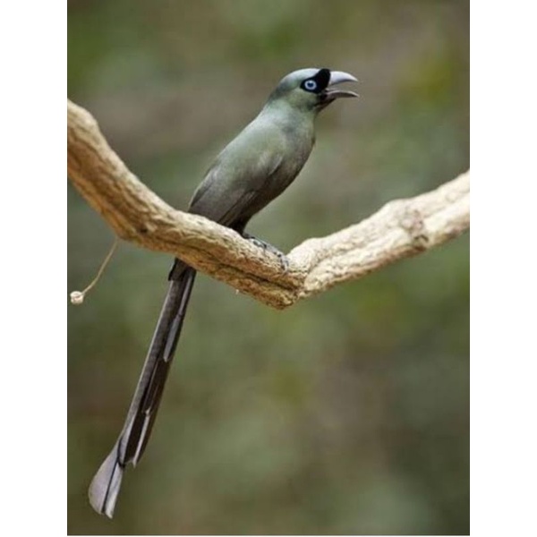 murai Papua jantan ekor panjang