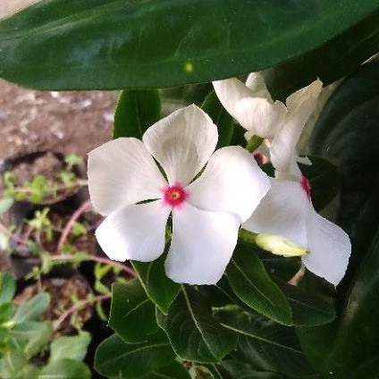 Bibit Bunga Vinca