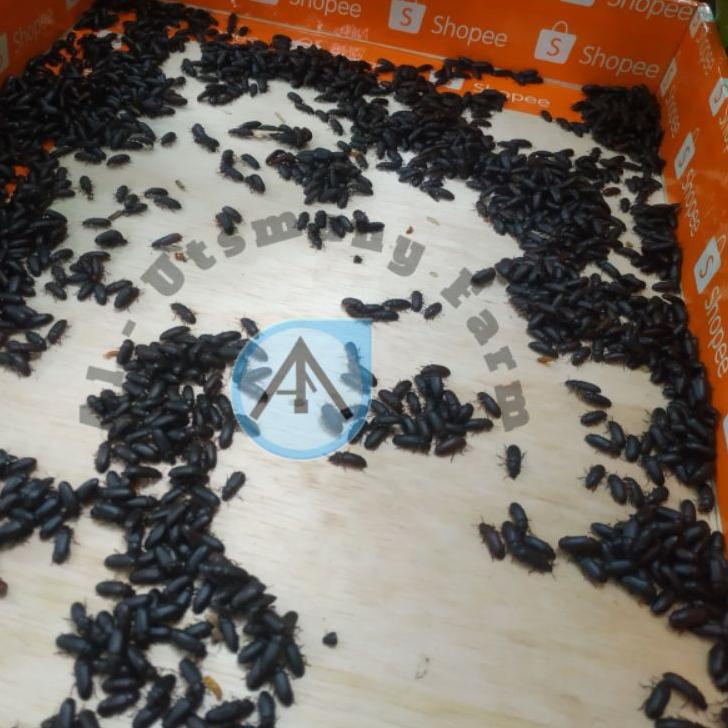 Model Baru.. KEPIK ULAT HONGKONG