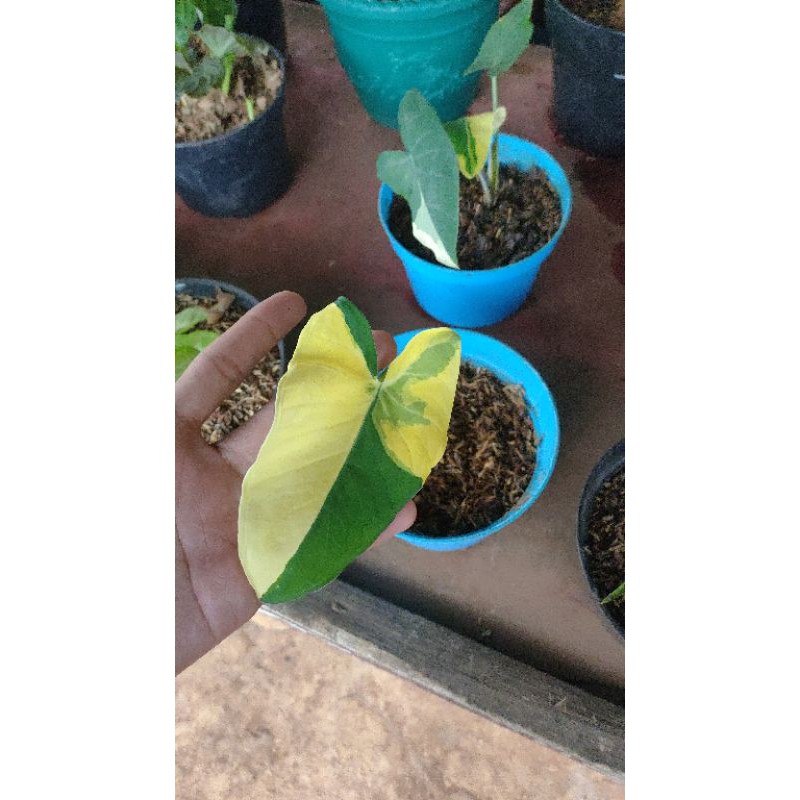 Tanaman hias Lompong hitam varigata golden (Xanthosoma violaceum )