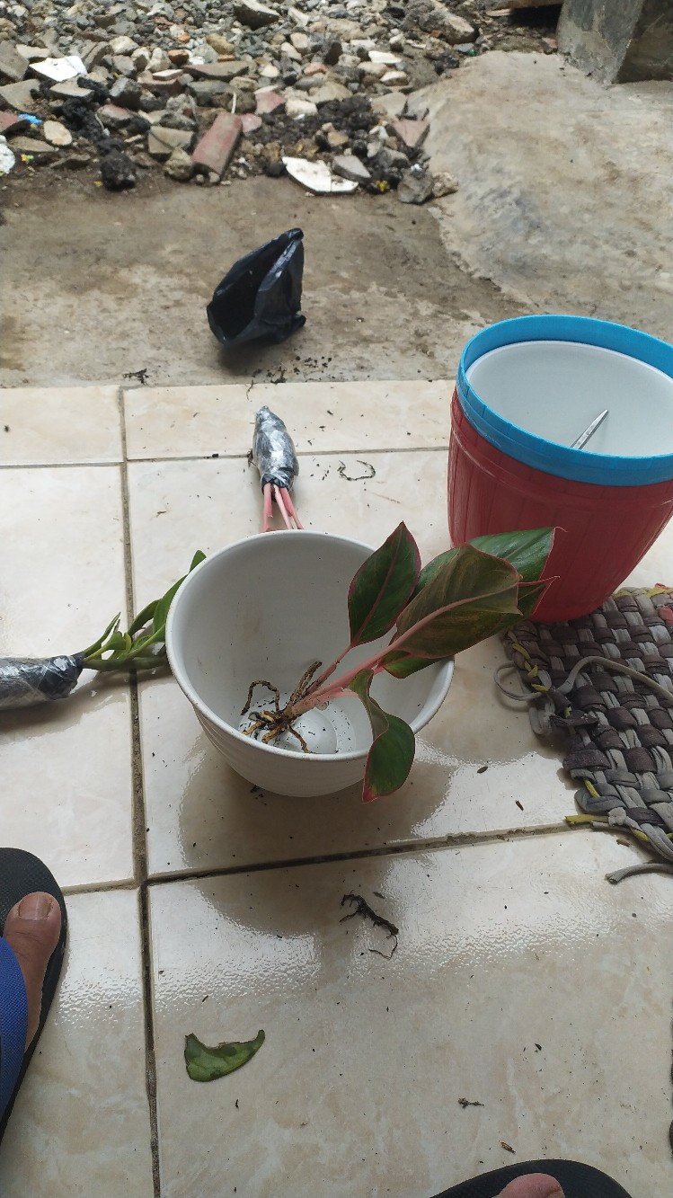 Tanaman Hias Aglonema Lipstick + Pot Tawon Uk18 - Pot Dan Tanaman