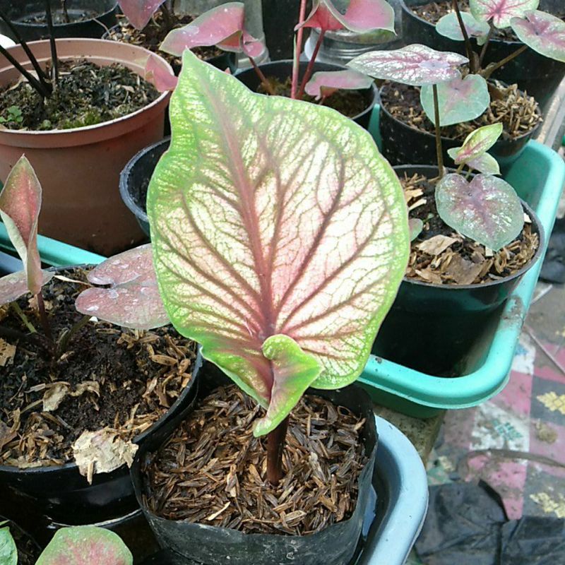 BIBIT TANAMAN HIAS KELADI / CALADIUM SRIKANDI DAUN GANDA