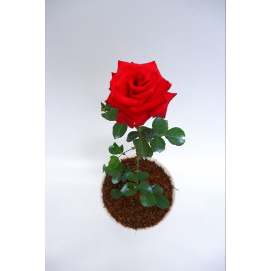 mawar merah tanpa duri  (rosa sp)- tanaman mawar MURAH- tanaman berbunga-mawar cantik