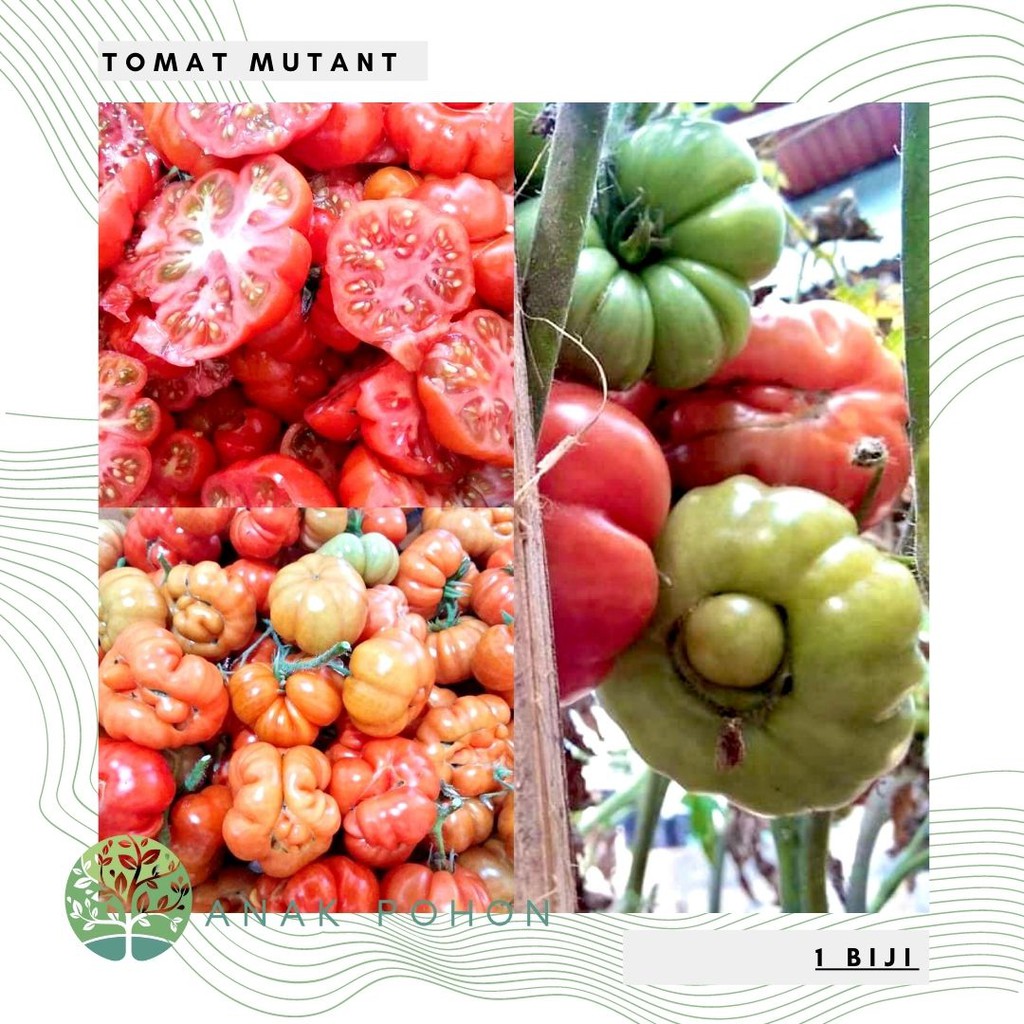 Benih Bibit Biji - Tomat Mutant Tomato Seeds