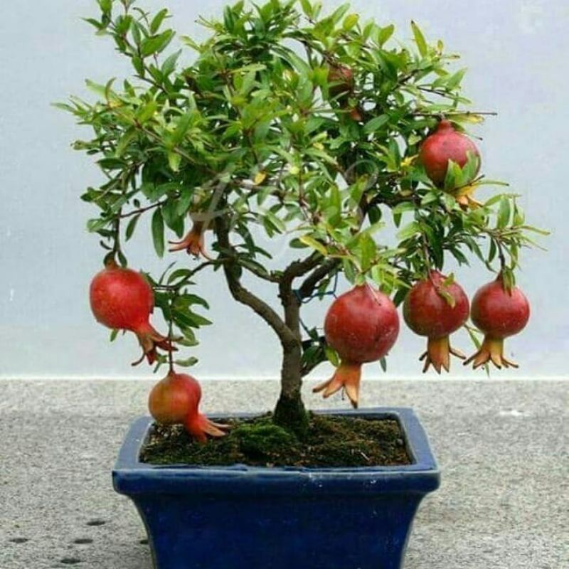 Bibit Delima Merah Terlaris Super