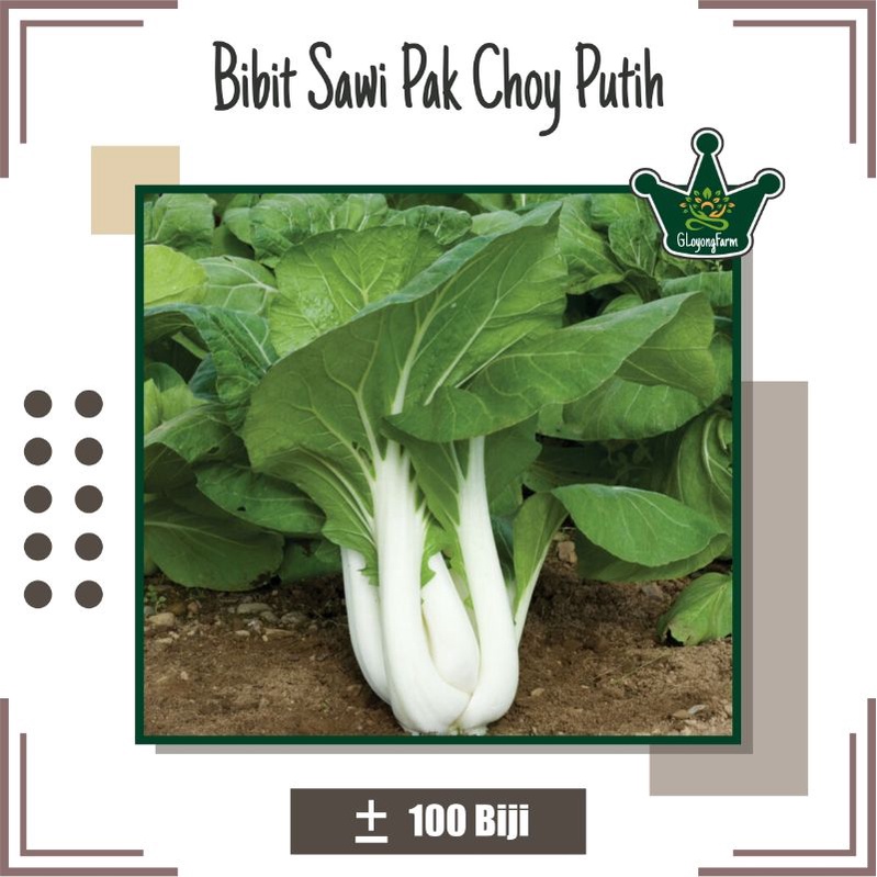 Bibit Sayur Pakchoy White Hibrida - Benih Sayuran