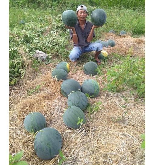 Dijamin Miring harga.. Semangka Non biji bulat BANGKOK F1