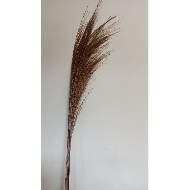 pampas halus | pampas rayung | pampas | bunga rustic