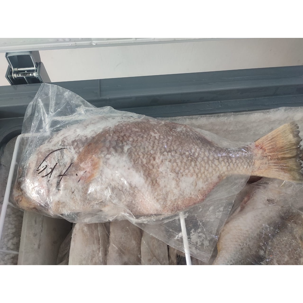 

Ikan Batu / tongkang / Ciok thau hee / Bagan / Seafood