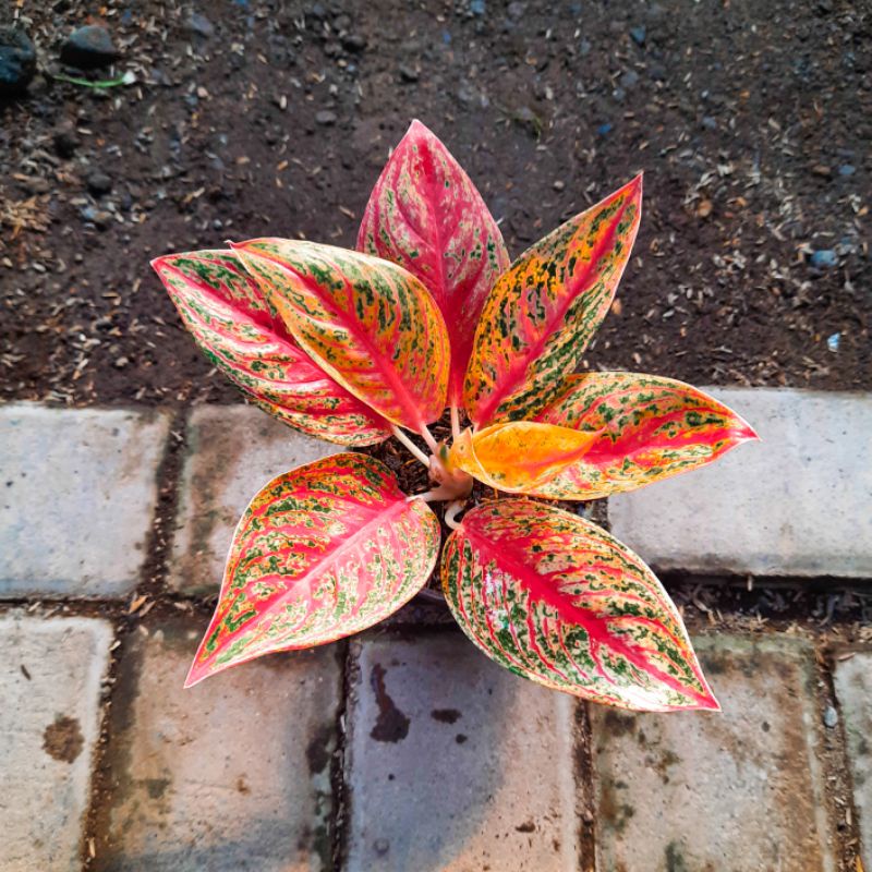 Aglonema Legacy Tanaman Hias Bunga Aglaonema Murah Merah BUKAN bonggol bibit