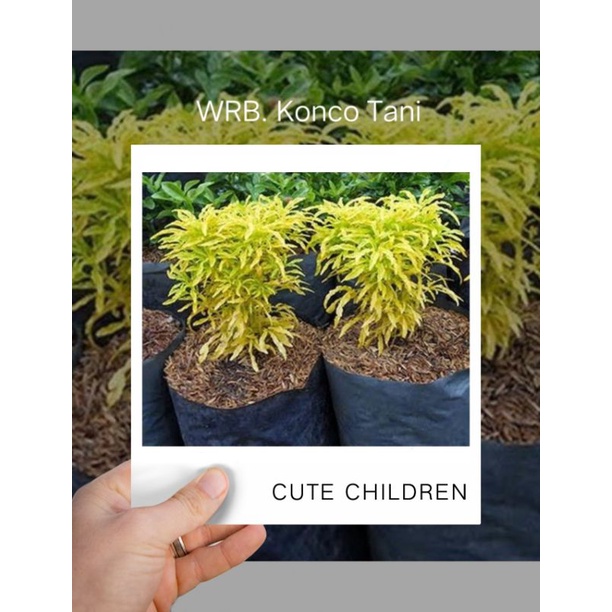 Bibit Bunga Brokoli Kuning // Tanaman Hias Kembang // Bunga Brokoli Kuning Hias