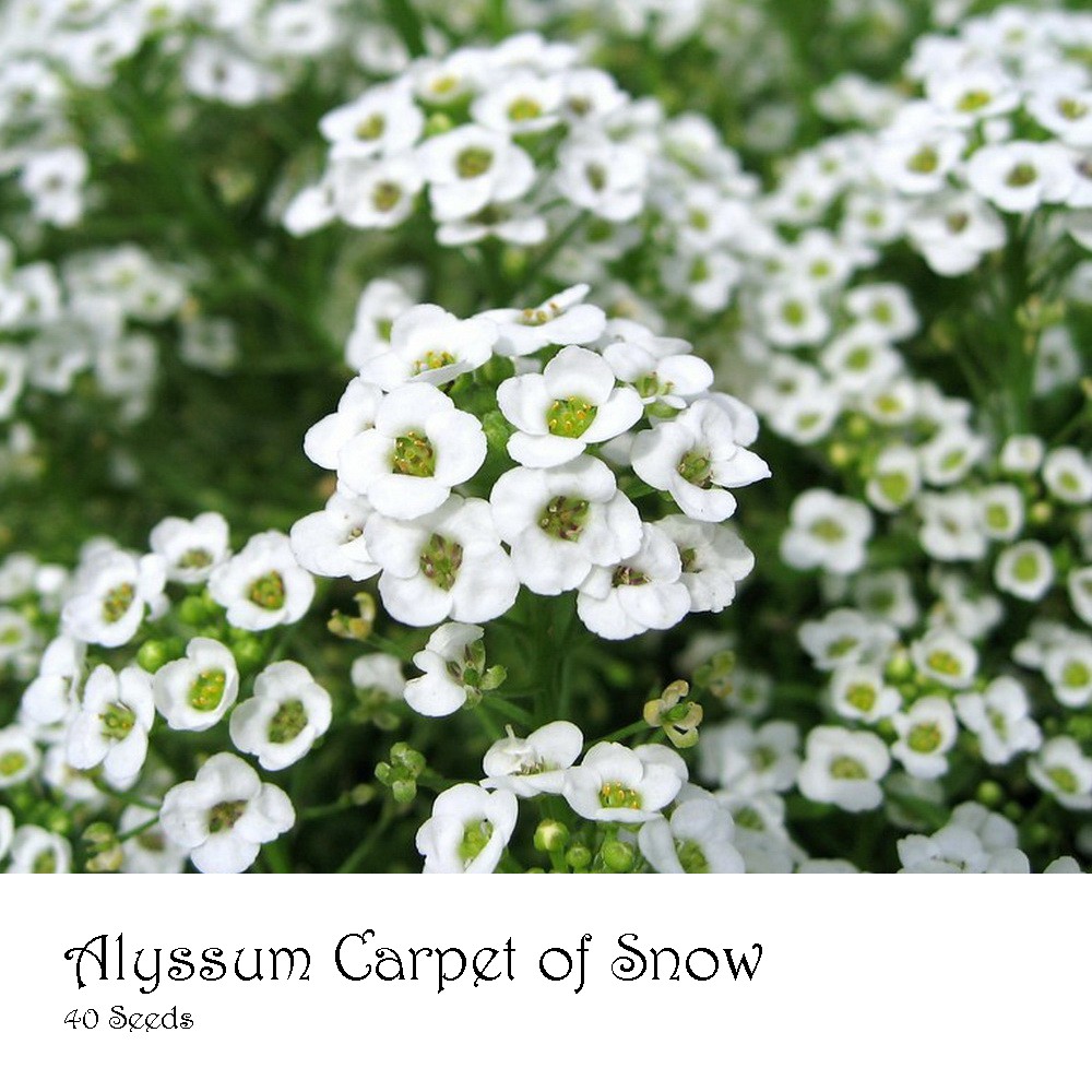 PlantaSeed - 40 Seeds - Alyssum Carpet of Snow Biji Bunga - PAS0194