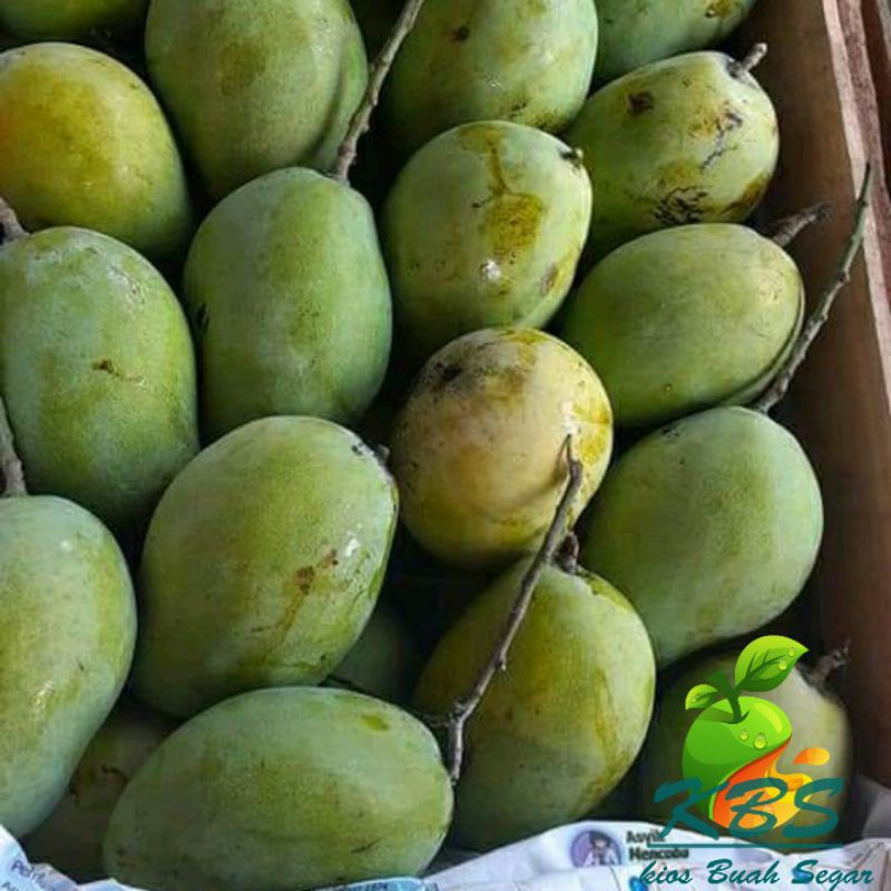 

Buah Mangga Indramayu Mengkel Fresh / 1Kg