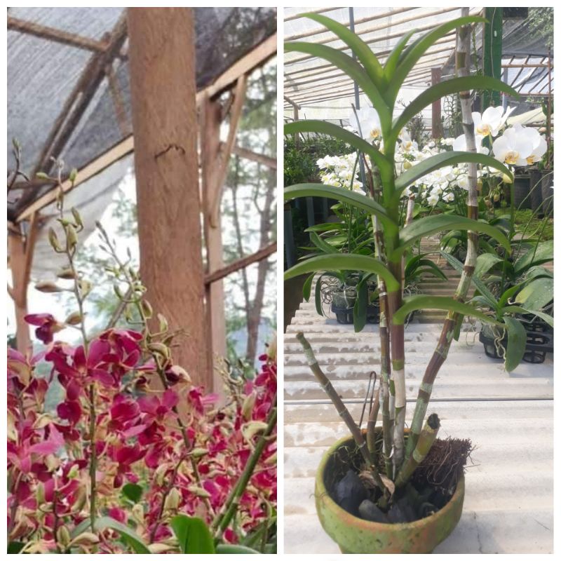 dendrobium bertachong besar