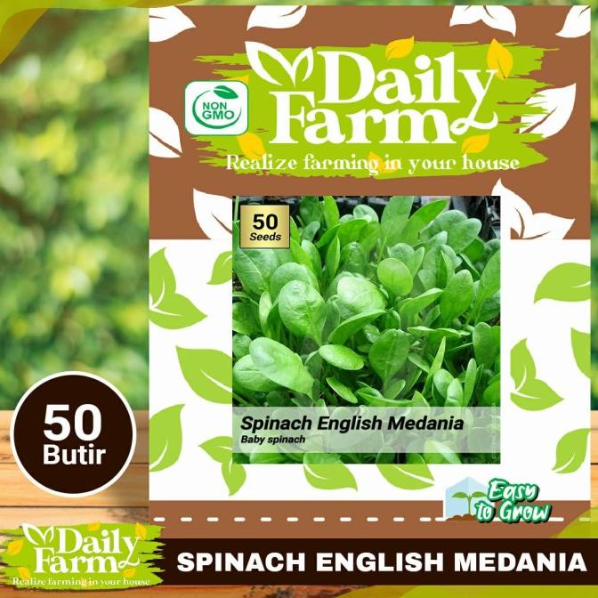 Benih Sayur Bayam Hijau - Spinach English Medania - Baby Spinach - DF