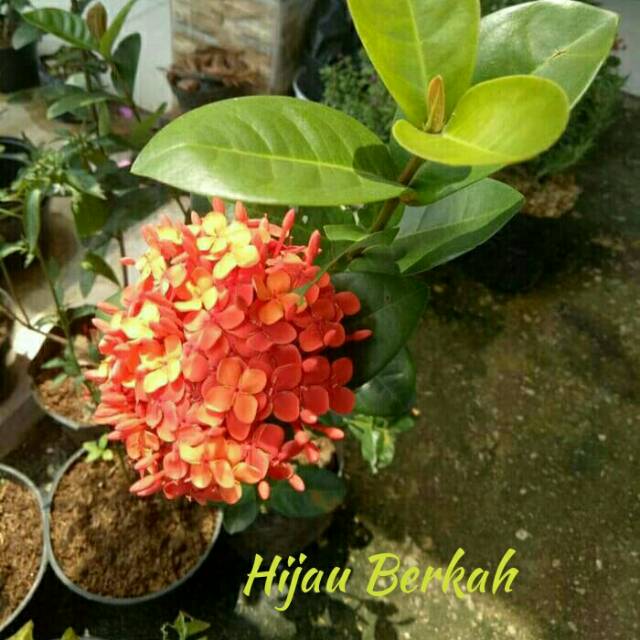 Tanaman hias bunga asoka bunga merah/tanaman asoka/asoka bunga merah