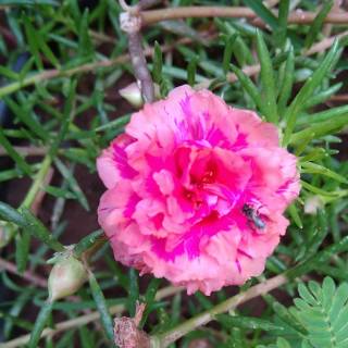 Adenium Arabicum Varigata Grafting Bunga Single Warna 