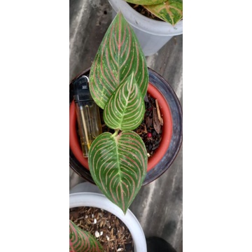 aglaonema golden hope