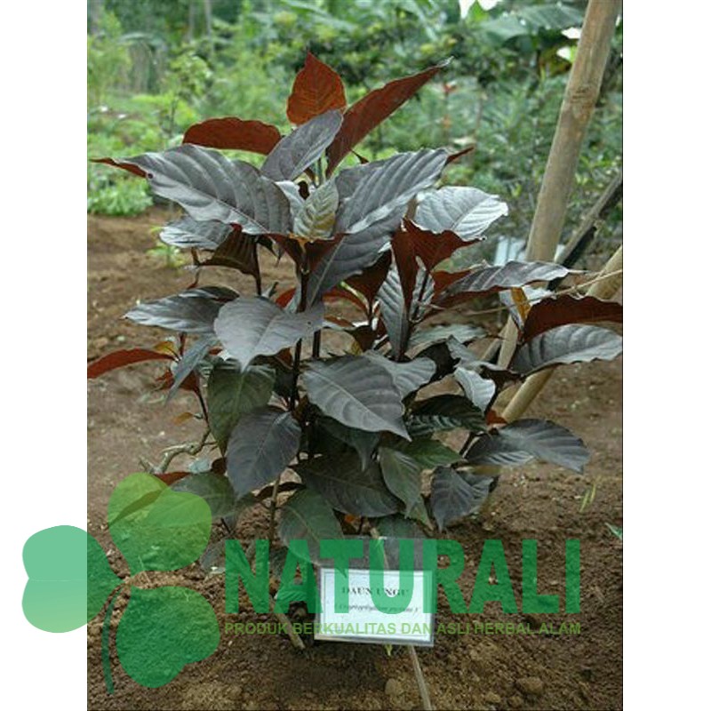

daun ungu/handelem 100gr siap petik/segar