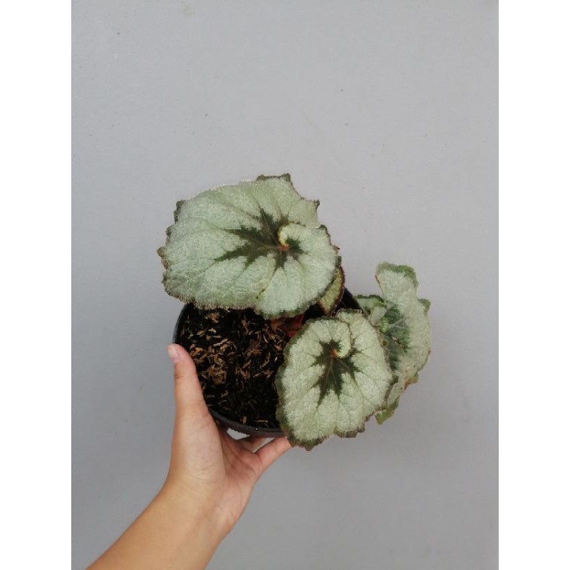 Tanaman Hias Begonia Keong Jumbo