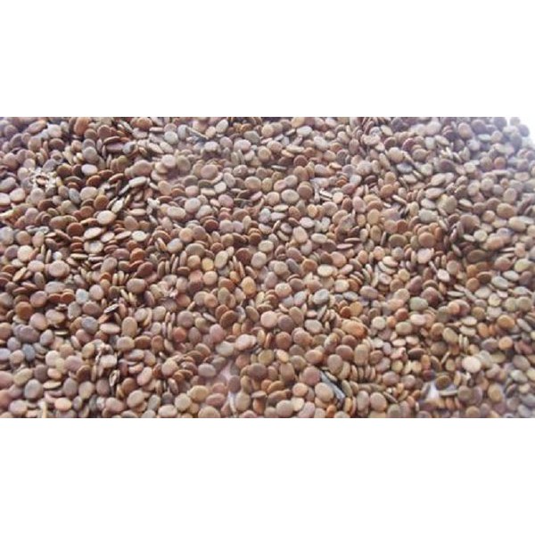 

Benih Pertanian SENGON Unggul [500gram]