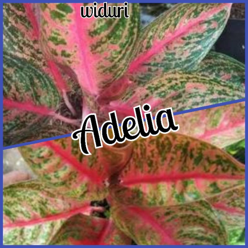 Bunga aglonema widuri