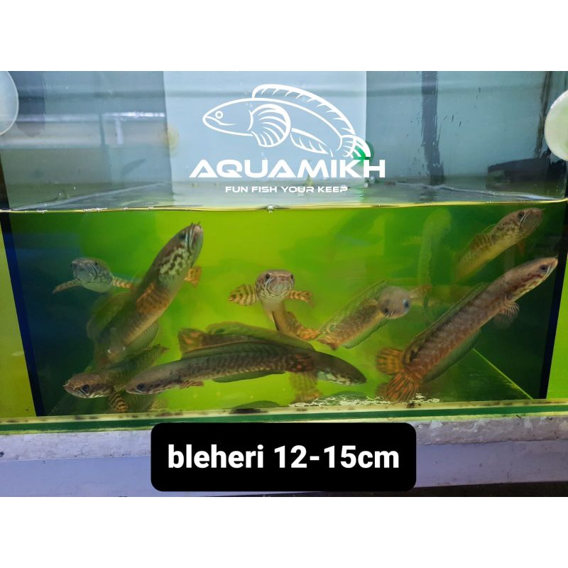 c bleheri size 12-15cm