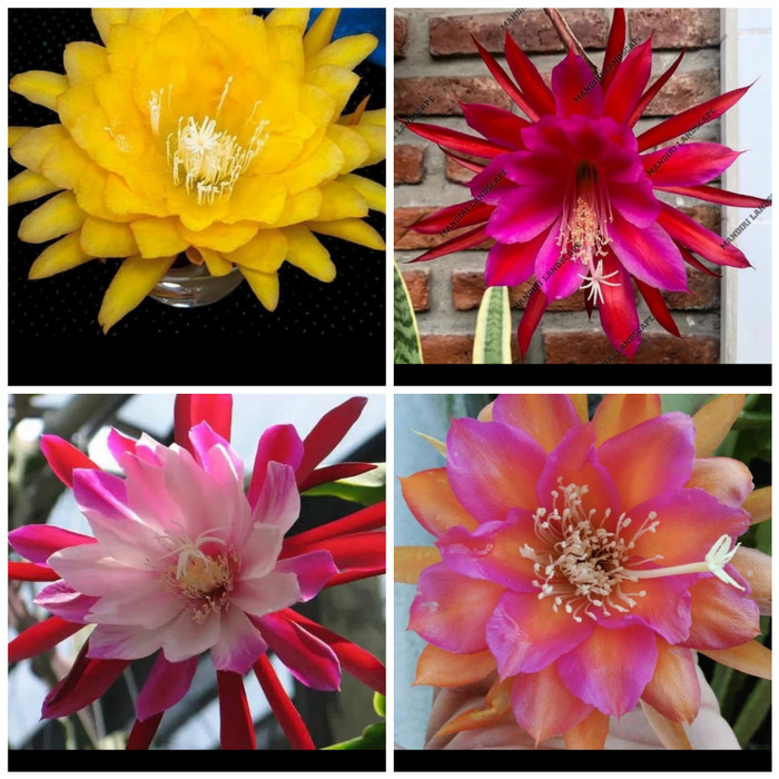 NEW Promo Paket Hemat 4 Tanaman Wijaya Kusuma Bunga Besar - Wijaya Kusuma