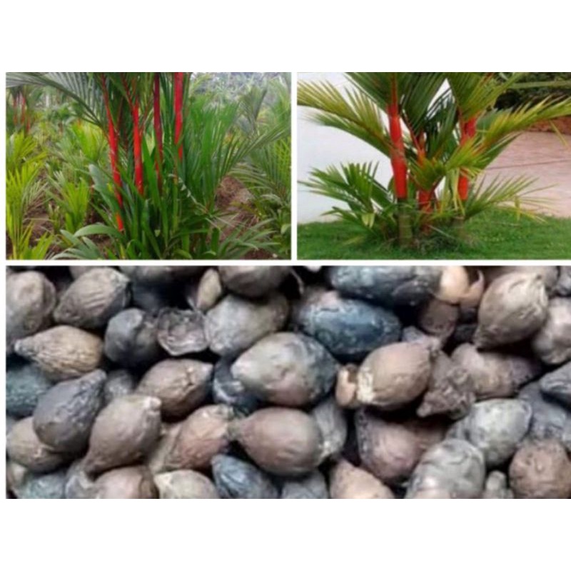 benih biji palem merah paket 10 biji