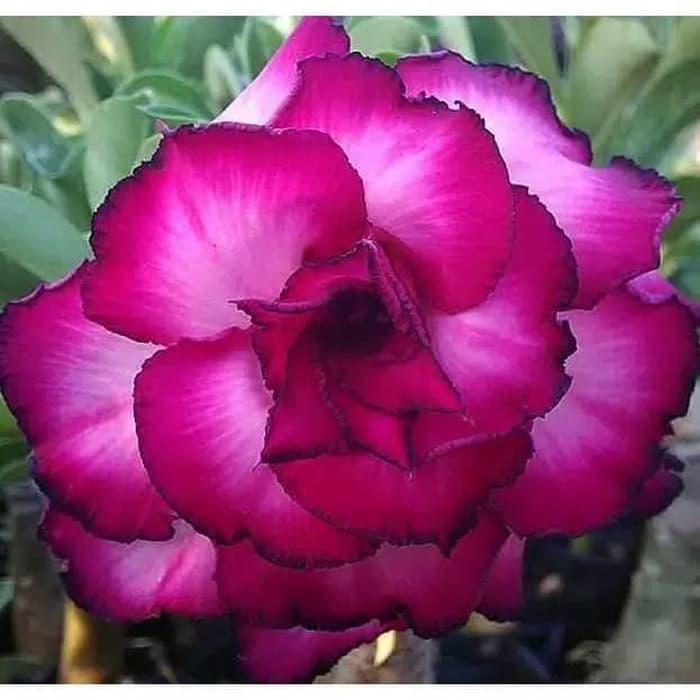 

NEW!! bibit bunga Kamboja adenium Jepang (QUATRO VIOLET)