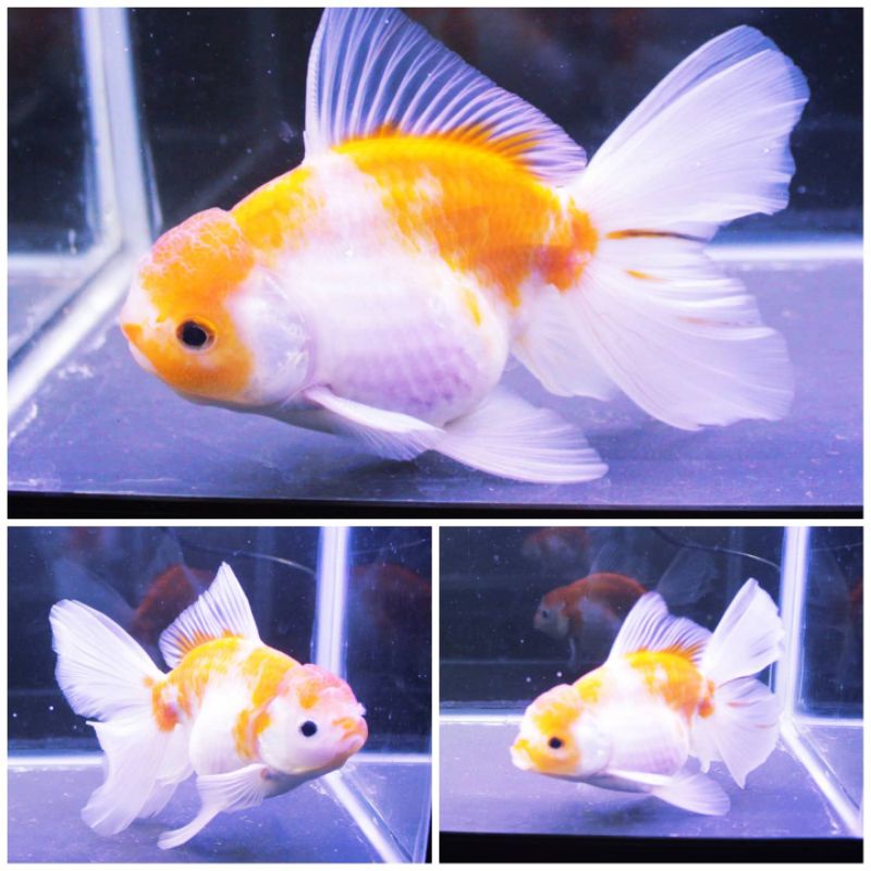Ikan Koki Oranda RW