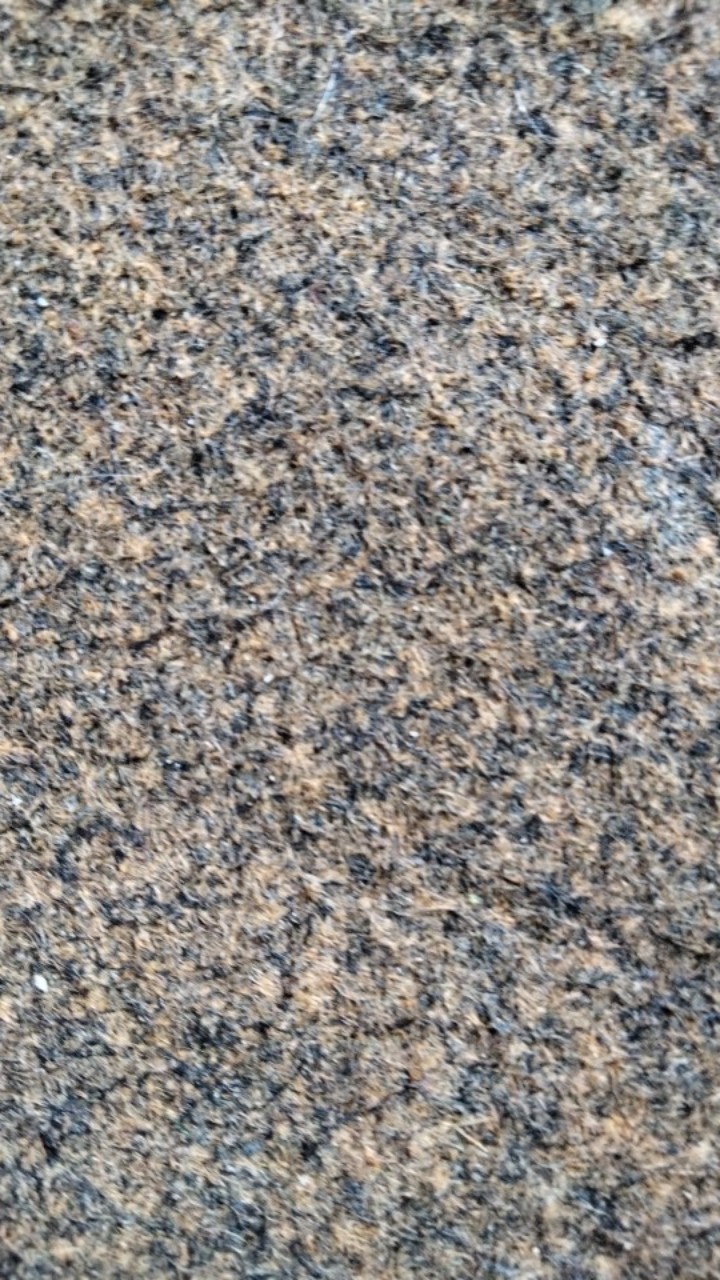 Bibit Anggur Hijau Belgia