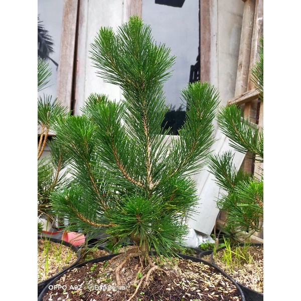 Bahan Bonsai Japanese Black Pine Pinus Jepang Pinus Hitam Jepang