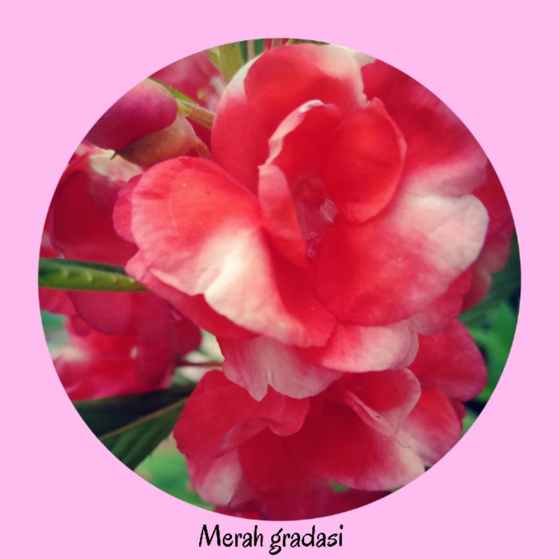 Benih / biji bunga pacar air tumpuk merah gradasi ( Balsamina impatiens )