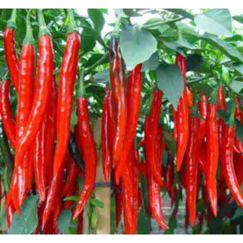bibit cabe merah keriting/benih cabe merah keriting/bibit pohon cabai