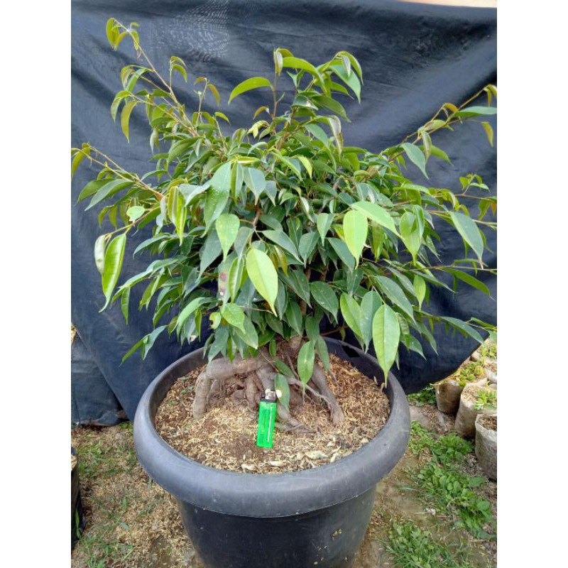 bahan bonsai beringin iprik | ficus benjamina.