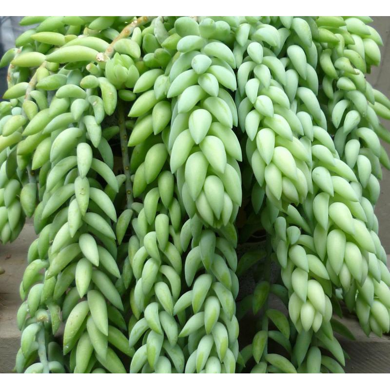 Tanaman Sukulen Donkey Tail atau air mata bunda