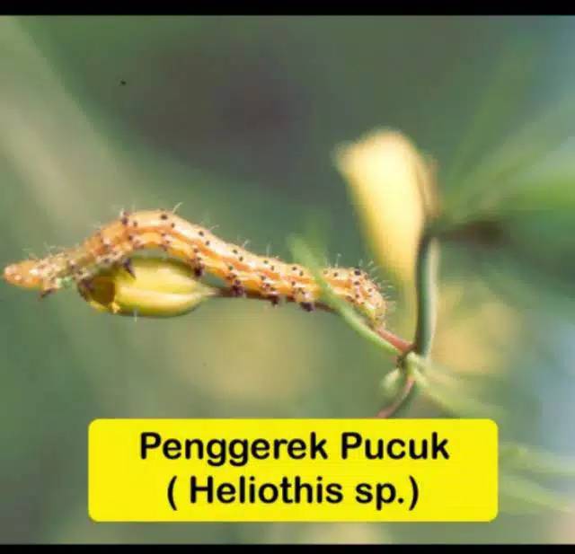 Insektisida Pembunuh Hama Lannate 25WP - 15 gram