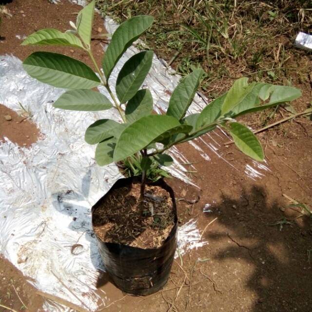 Bibit Jambu Kristal (Cangkok)