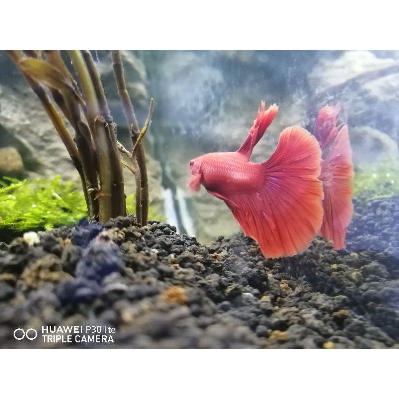 

Ikan Hias Halfmoon Super Red
