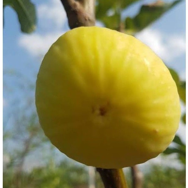 Bibit buah tin jumbo JIN AO FEN fresh cangkok