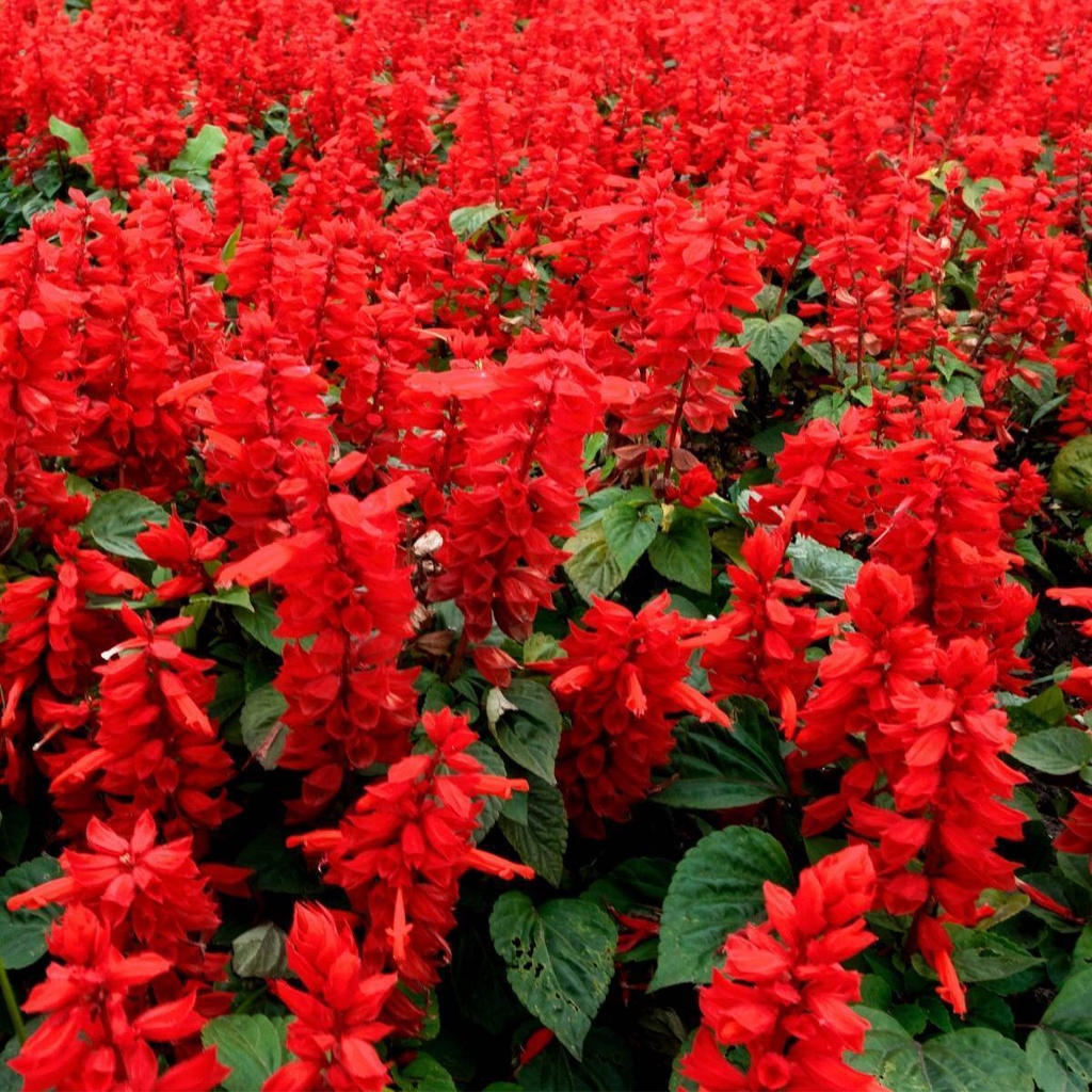 Benih Bibit Biji - Salvia Blaze of Fire Red Scarlet Sage (Salvia splendens) Flower Seeds - IMPORT