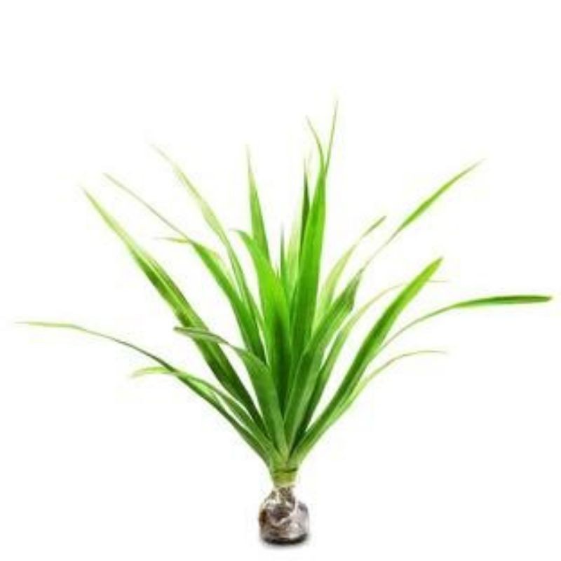 Bibit pohon pandan bali - tanaman hias pandan bali - bibit pandan bali - bibit tanaman pandan bali