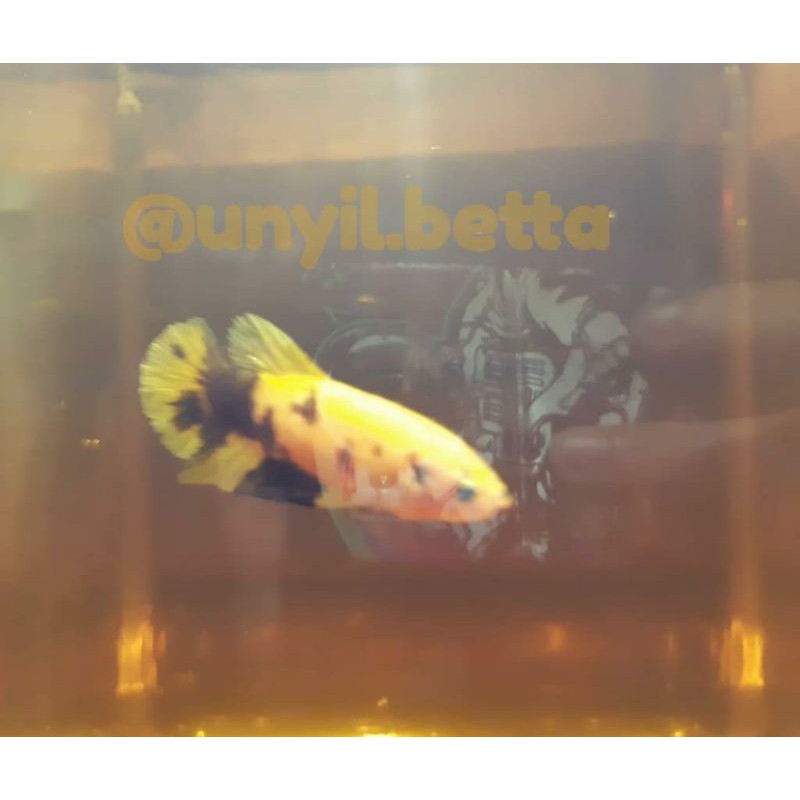 Female Cupang Yellow