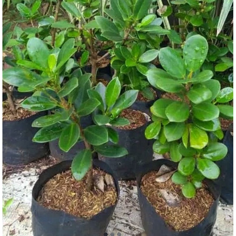 Bibit Beringin Korea