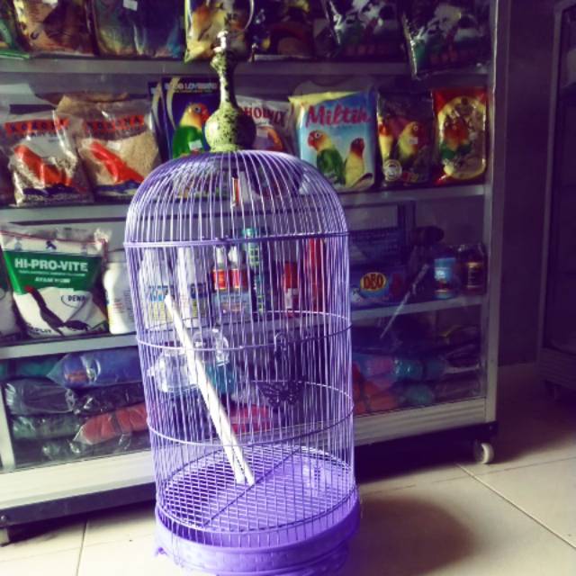 Kandang burung lovebird