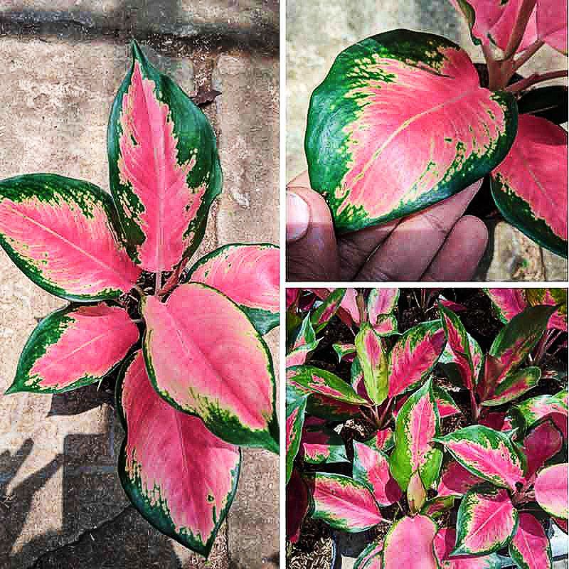 Aglonema pink kochin