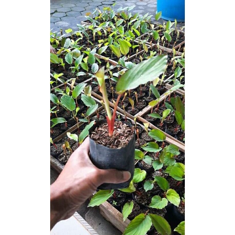 BIBIT KUNYIT HITAM ORIGINAL